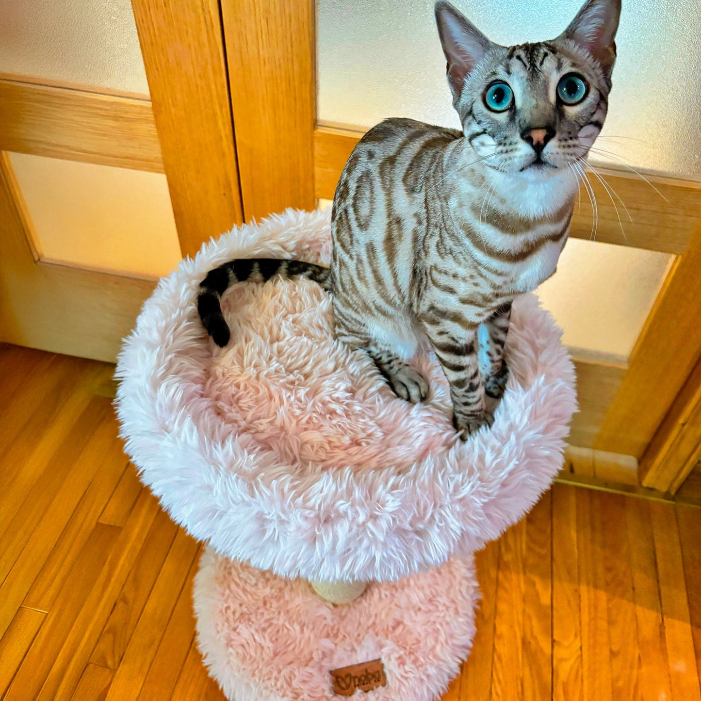 L'Arbre à chat Blush – 1 niveau