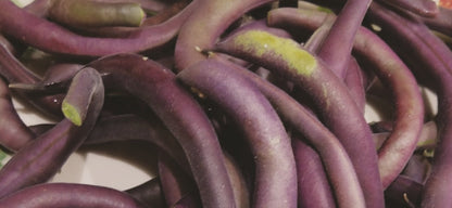 Royal Burgundy Bush Bean