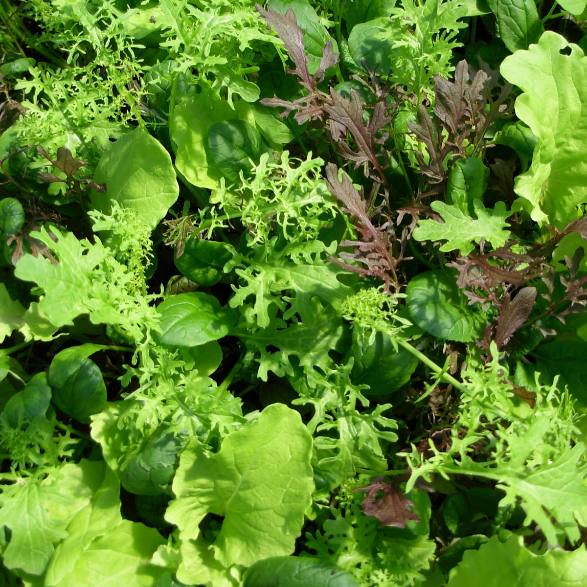 Mélange pour salade