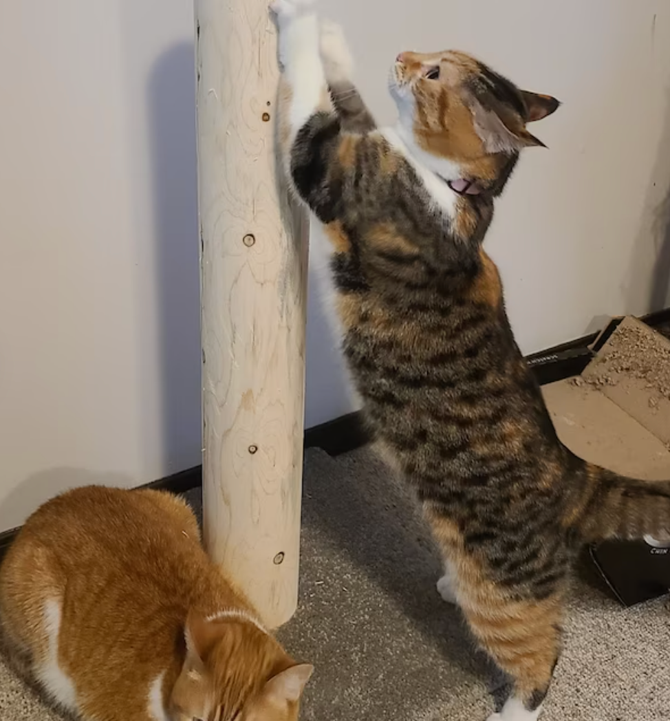 Model 28 - 28: 28" Cedar Cat Scratch Post