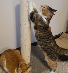 Modèle 28 - 28 : Griffoir pour chat en cèdre de 28 po