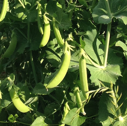 Mélange de pois mange-tout