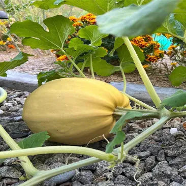 Courge spaghetti