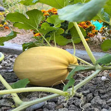 Spaghetti Squash