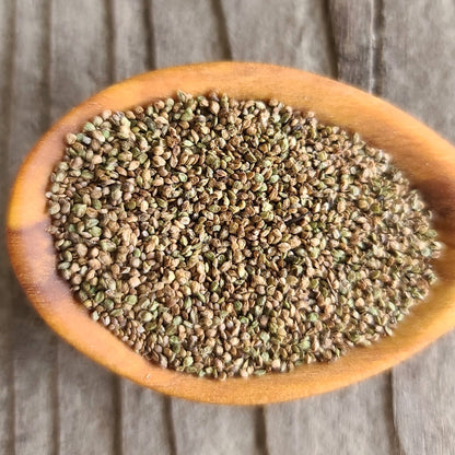 Stinging Nettle (Seeds)