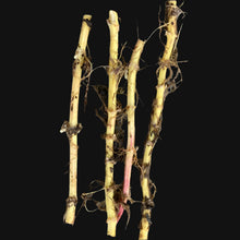 Stinging Nettle Rootstock