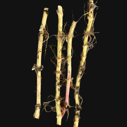 Rhizome d'ortie dioïque