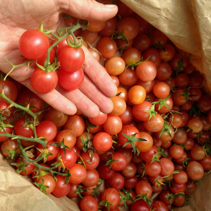 The Totally Tomatoes Collection