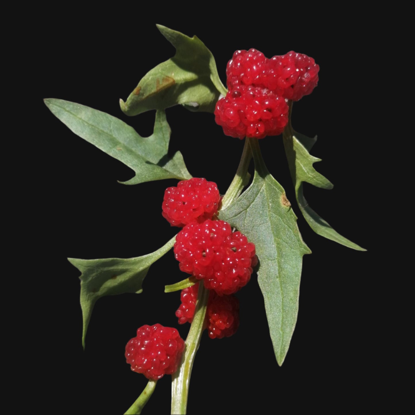 Fraisier épinard