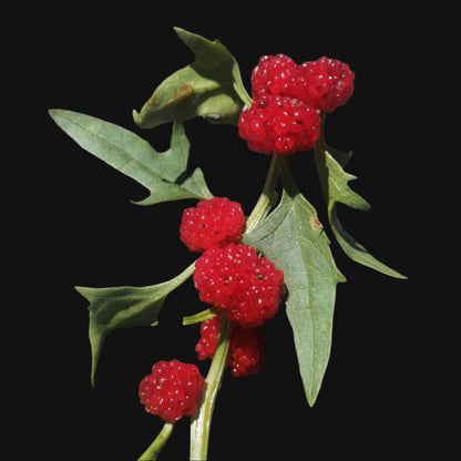 Fraisier épinard