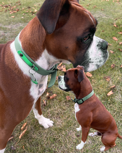 Biothane dog collar - Handmade in Quebec