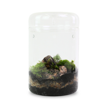 Mousse de renne canadienne naturelle - Revita™-Moss