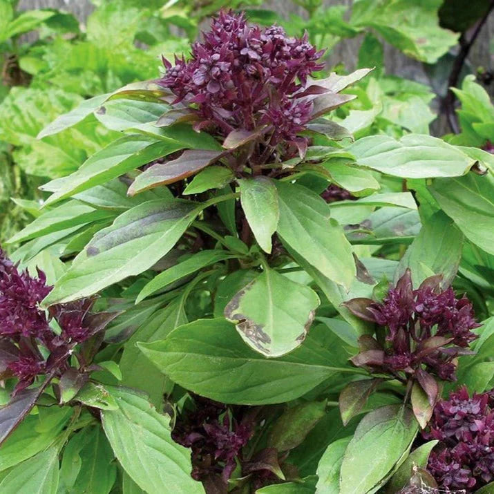 Basilic thaï