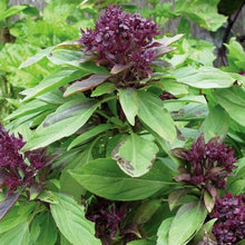 Thai Basil