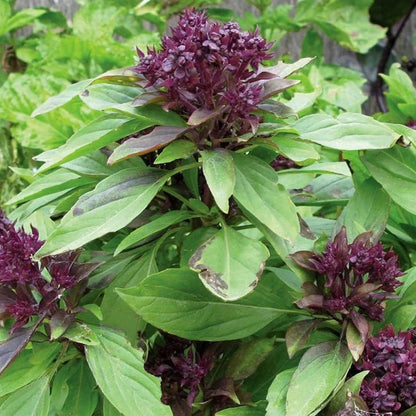 Basilic thaï