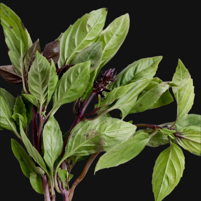 Basilic thaï