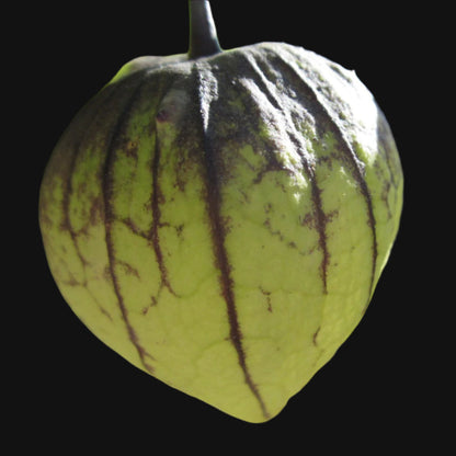 Mélange de tomatillos
