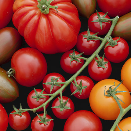 Mélange de tomates originales de Metchosin Farm