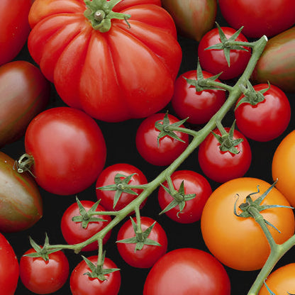Mélange de tomates originales de Metchosin Farm