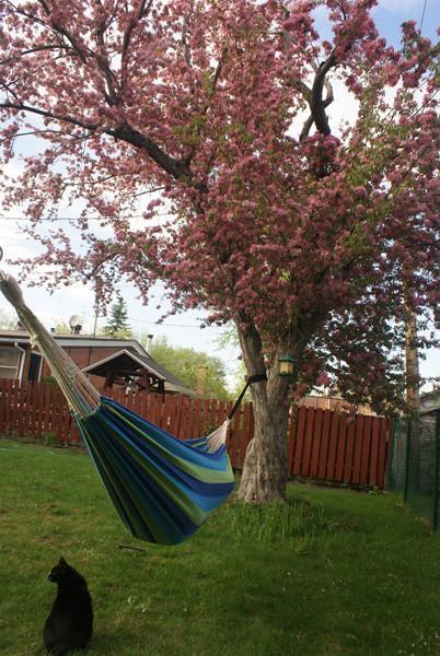 Sangles d'arbre écologiques pour hamac avec mousquetons robustes