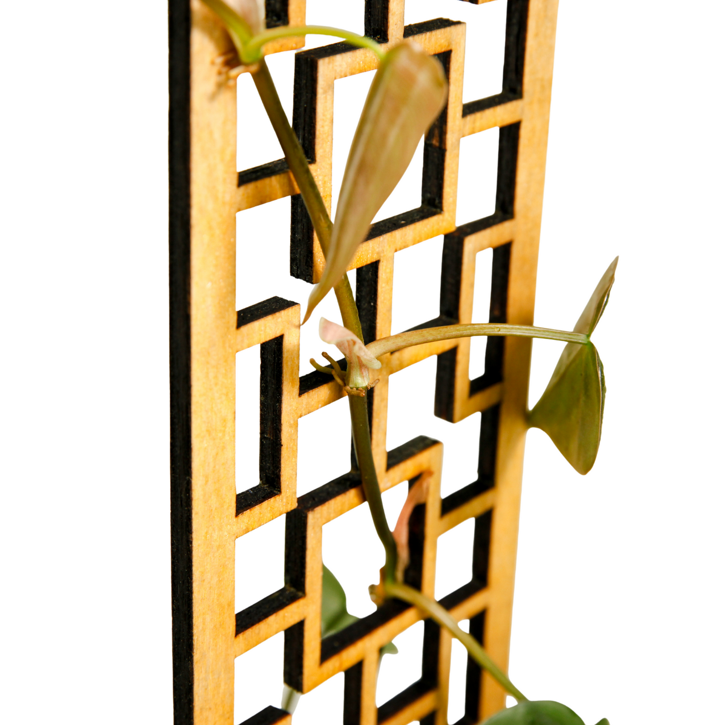 Treillis en bois carrés tropicaux