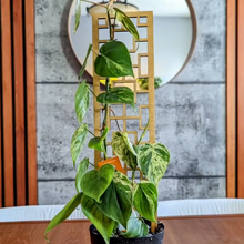 Tropical Squares Wooden Trellis [Test]