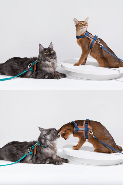 Momopets™ BOBO Series – Harnais en H en Cuir de Qualité Supérieure pour Chat