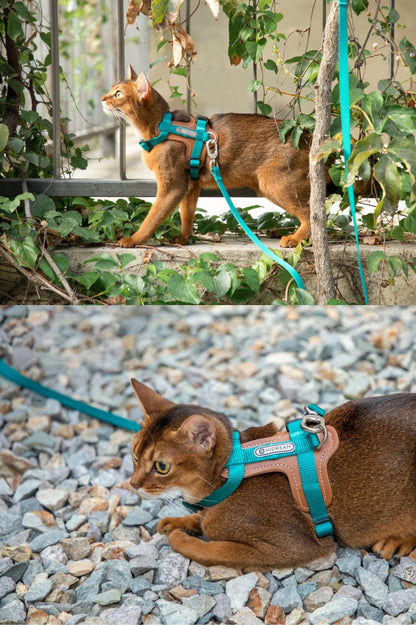 Momopets™ BOBO Series – Harnais en H en Cuir de Qualité Supérieure pour Chat