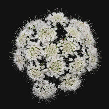 Valerian