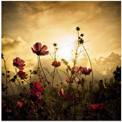 Regarder le soleil