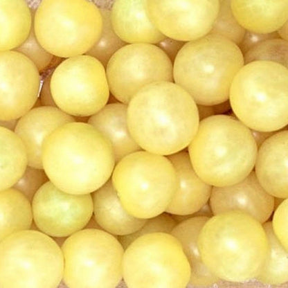 Tomate cerise blanche