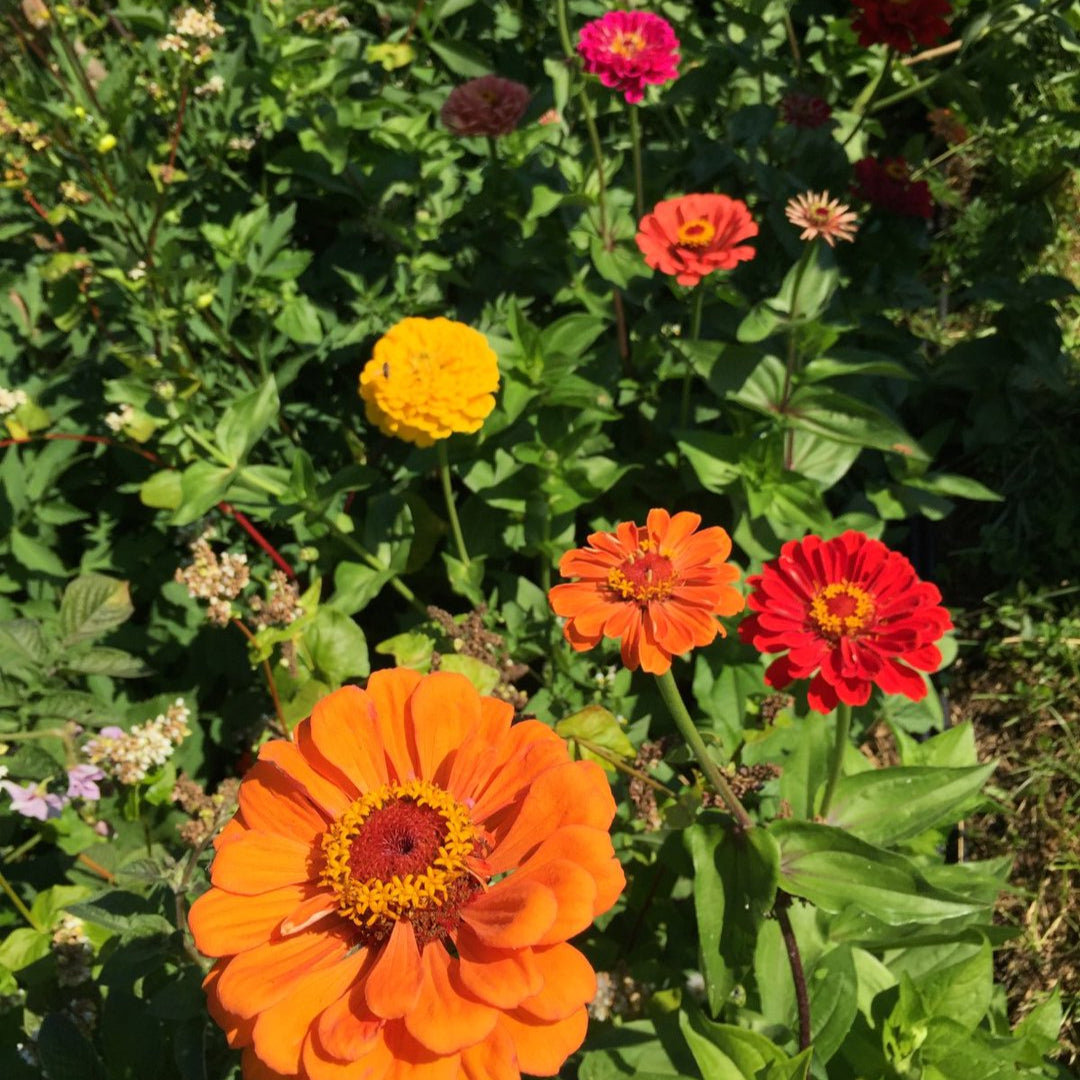 Zinnia