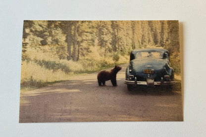 Wood Postcard - Bear and Car