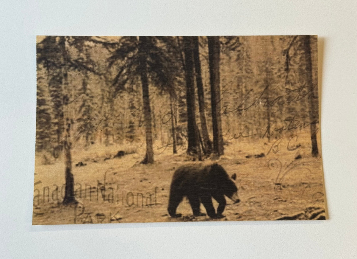 Wood Postcard - Bear