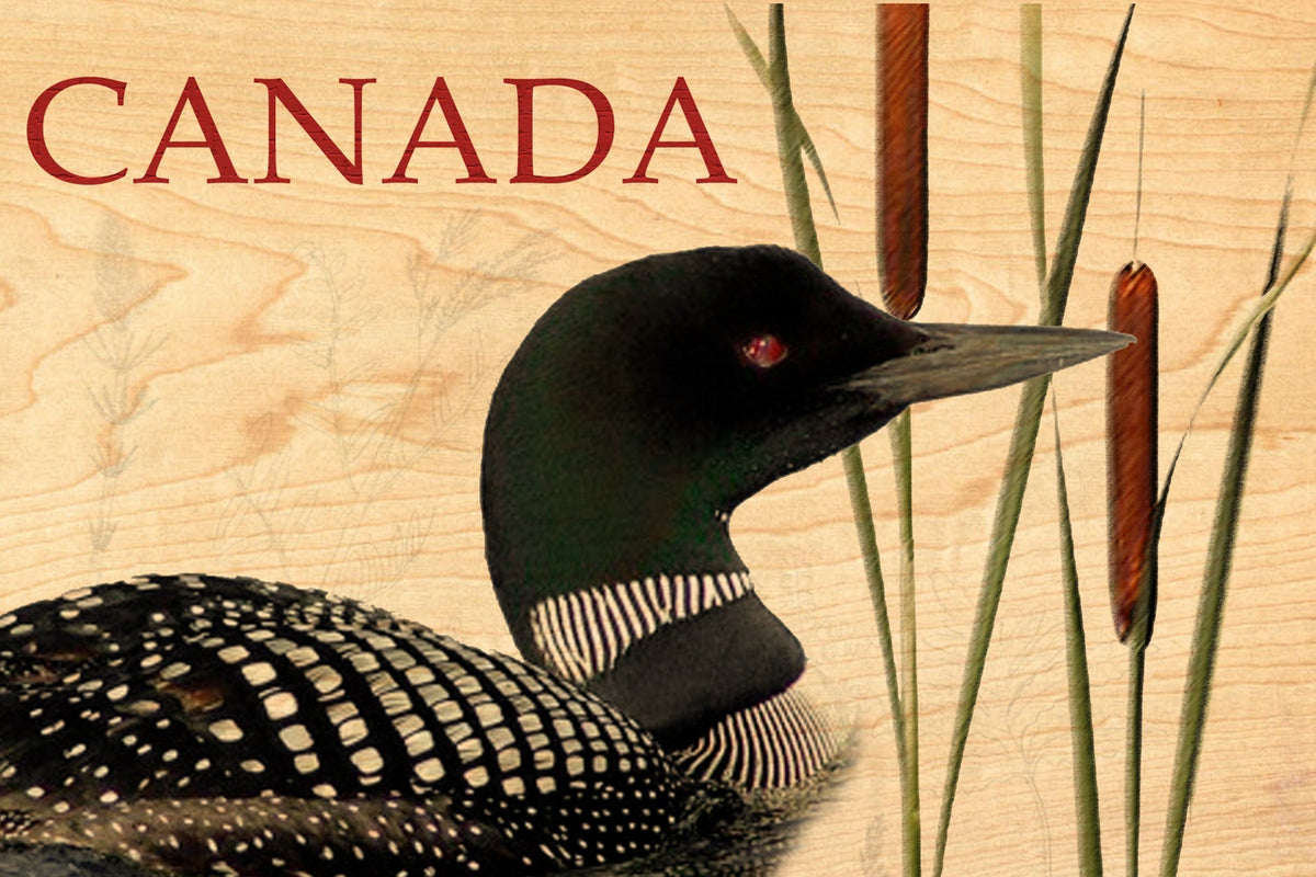 Wood Postcard - Canada Loon