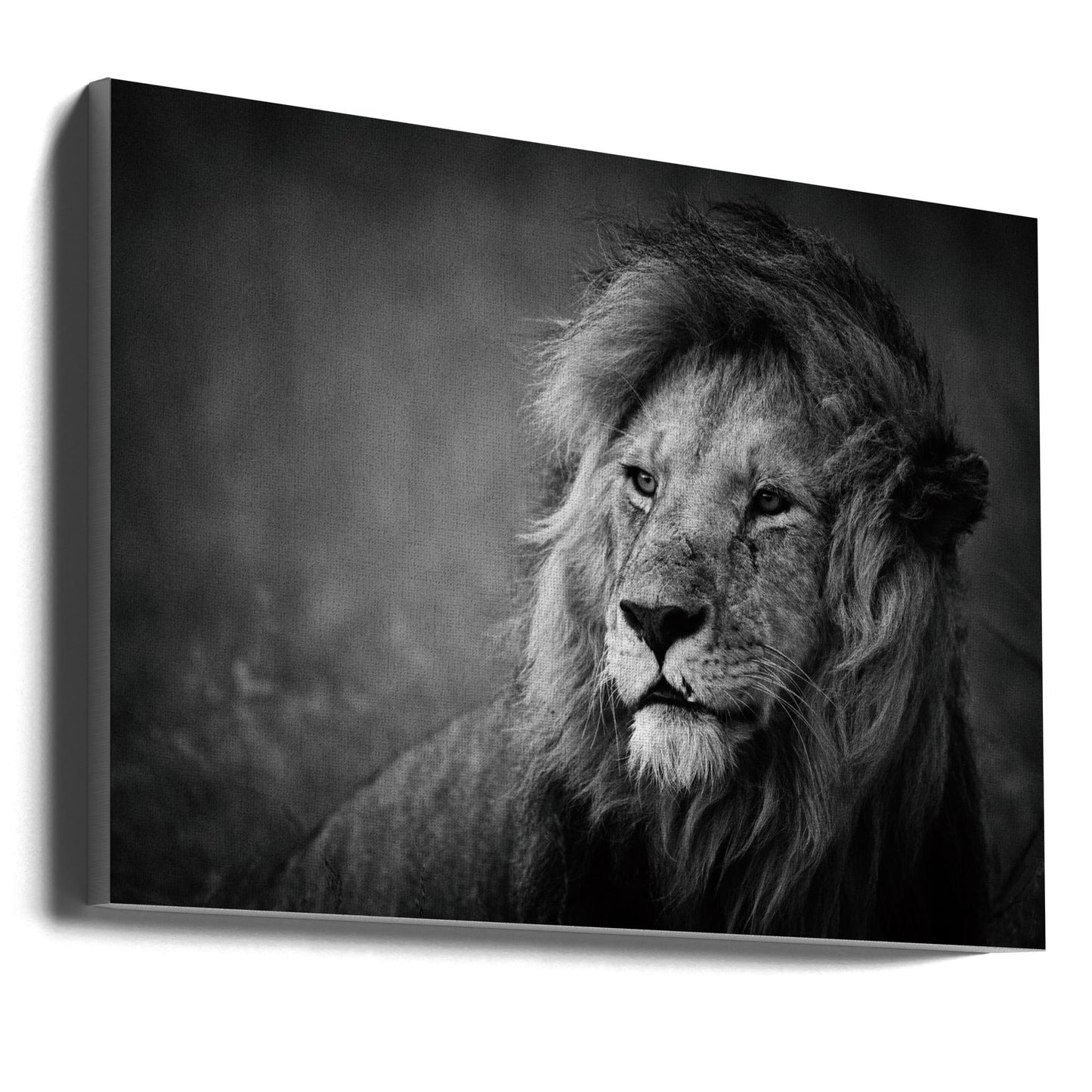 Décoration murale majestueuse. Lion