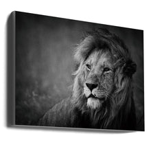 Décoration murale majestueuse. Lion