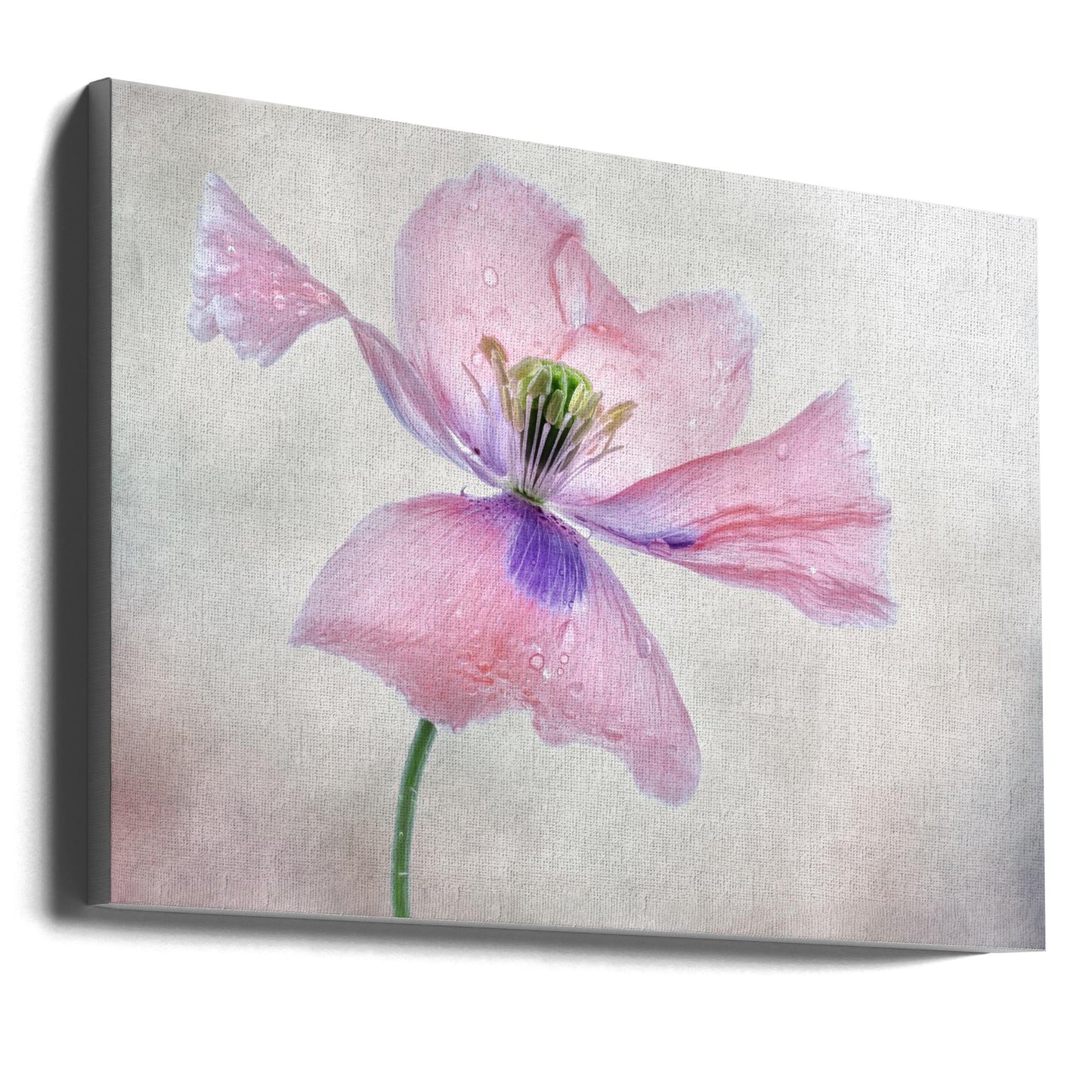 Pastel poppy