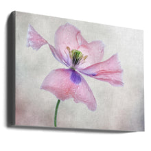 Coquelicot pastel