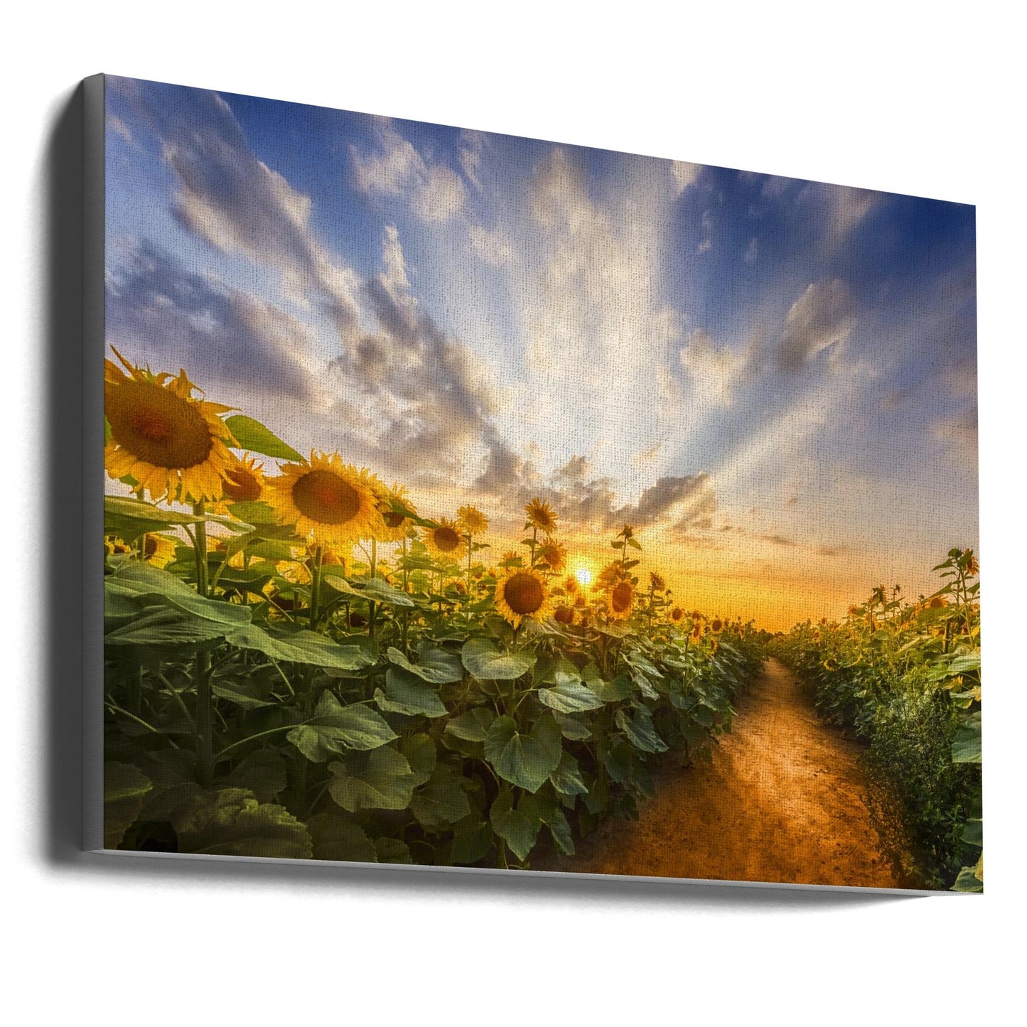 Art mural Chemin à travers le champ de tournesols
