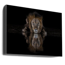 Décoration murale Un lion dans la nuit
