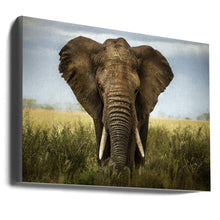Décoration murale Rencontres au Serengeti. Éléphant