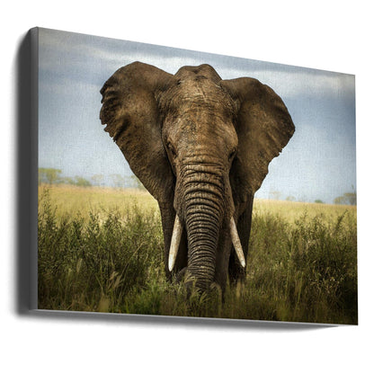 Décoration murale Rencontres au Serengeti. Éléphant
