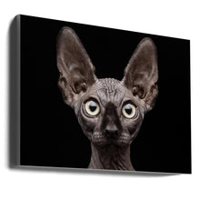 Art mural Chat Sphynx