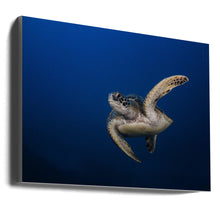 Art mural Tortue verte