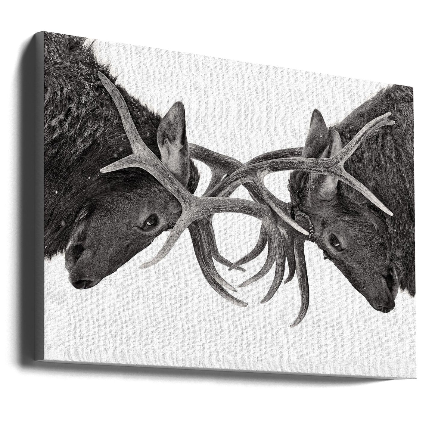 Décoration murale Œil pour œil - Combat d'élans