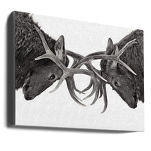 Décoration murale Œil pour œil - Combat d'élans
