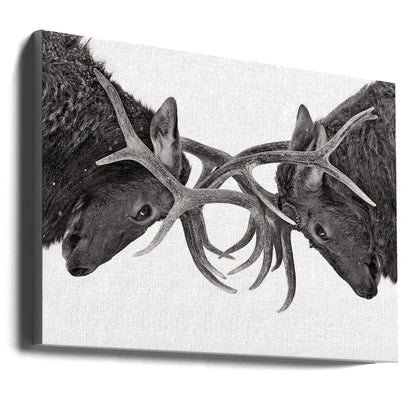 Décoration murale Œil pour œil - Combat d'élans