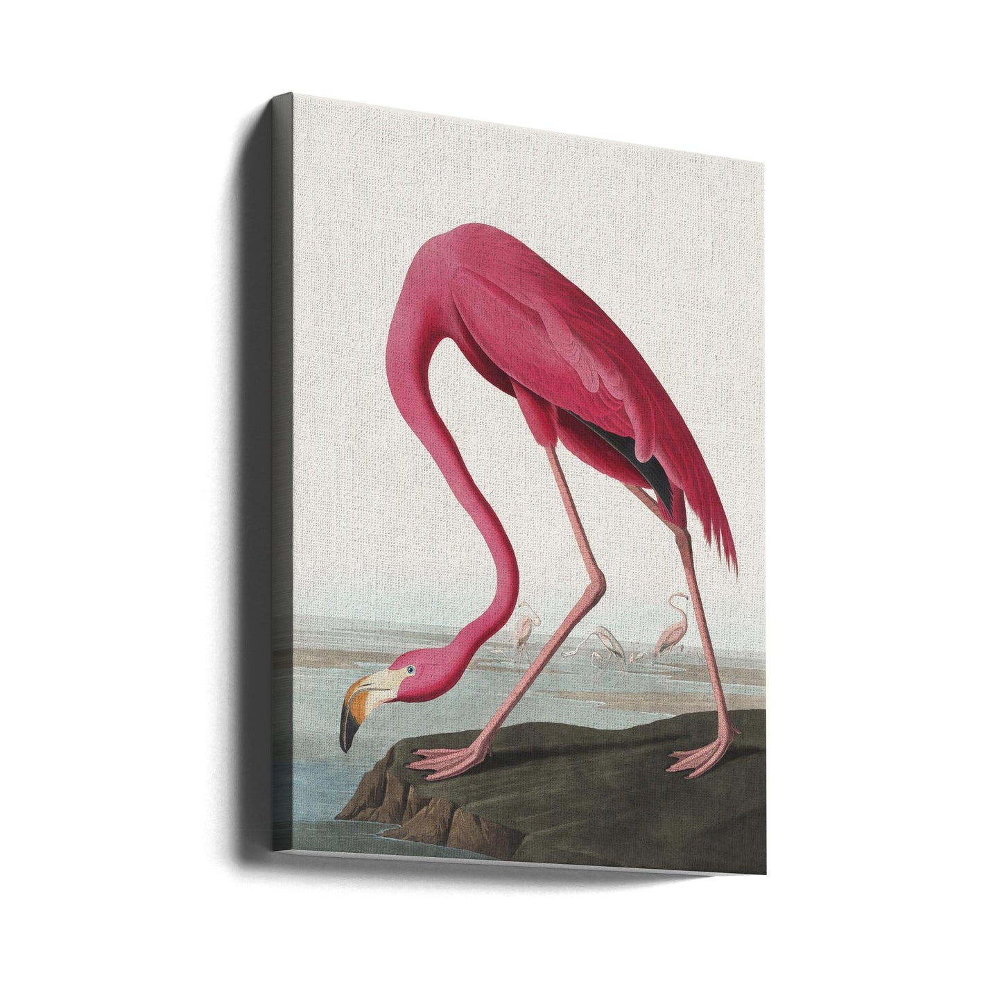 Flamant Rose II de Birds of America (1827)