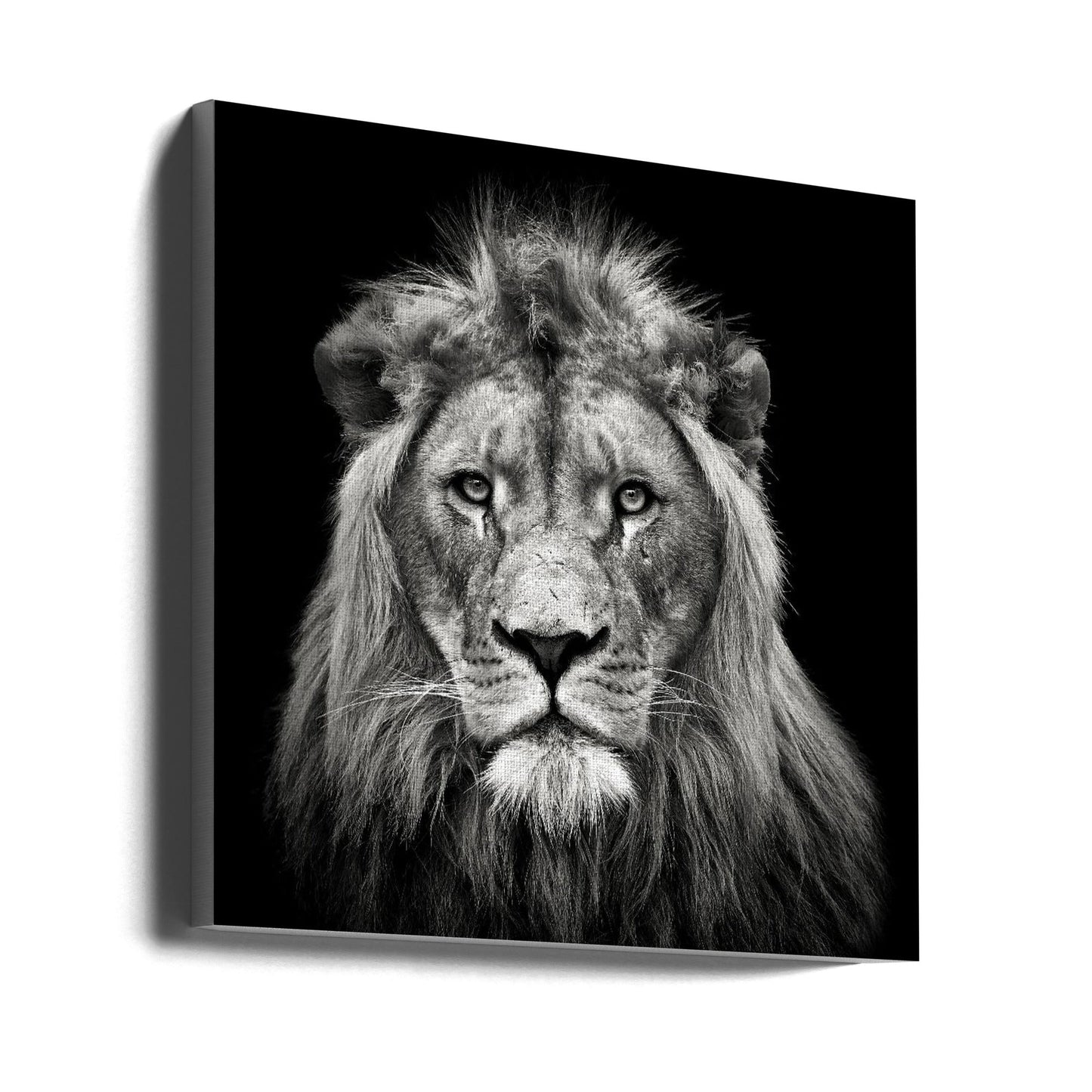 Art mural Impression sur toile jeune lion mâle